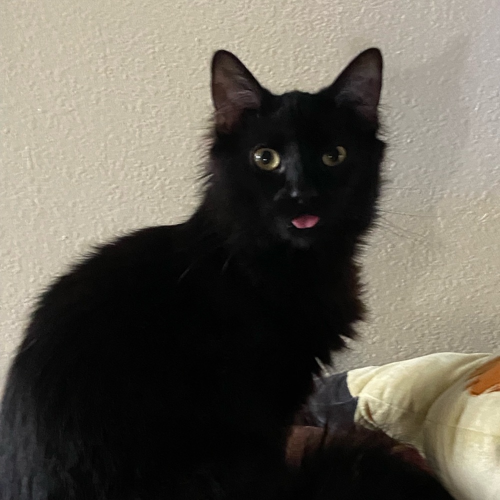 Meet your Posher, El